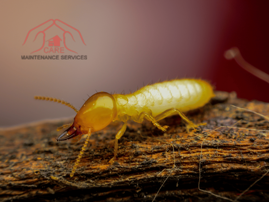 Effective #1 Anti Termite Treatments for Protecting Your Home