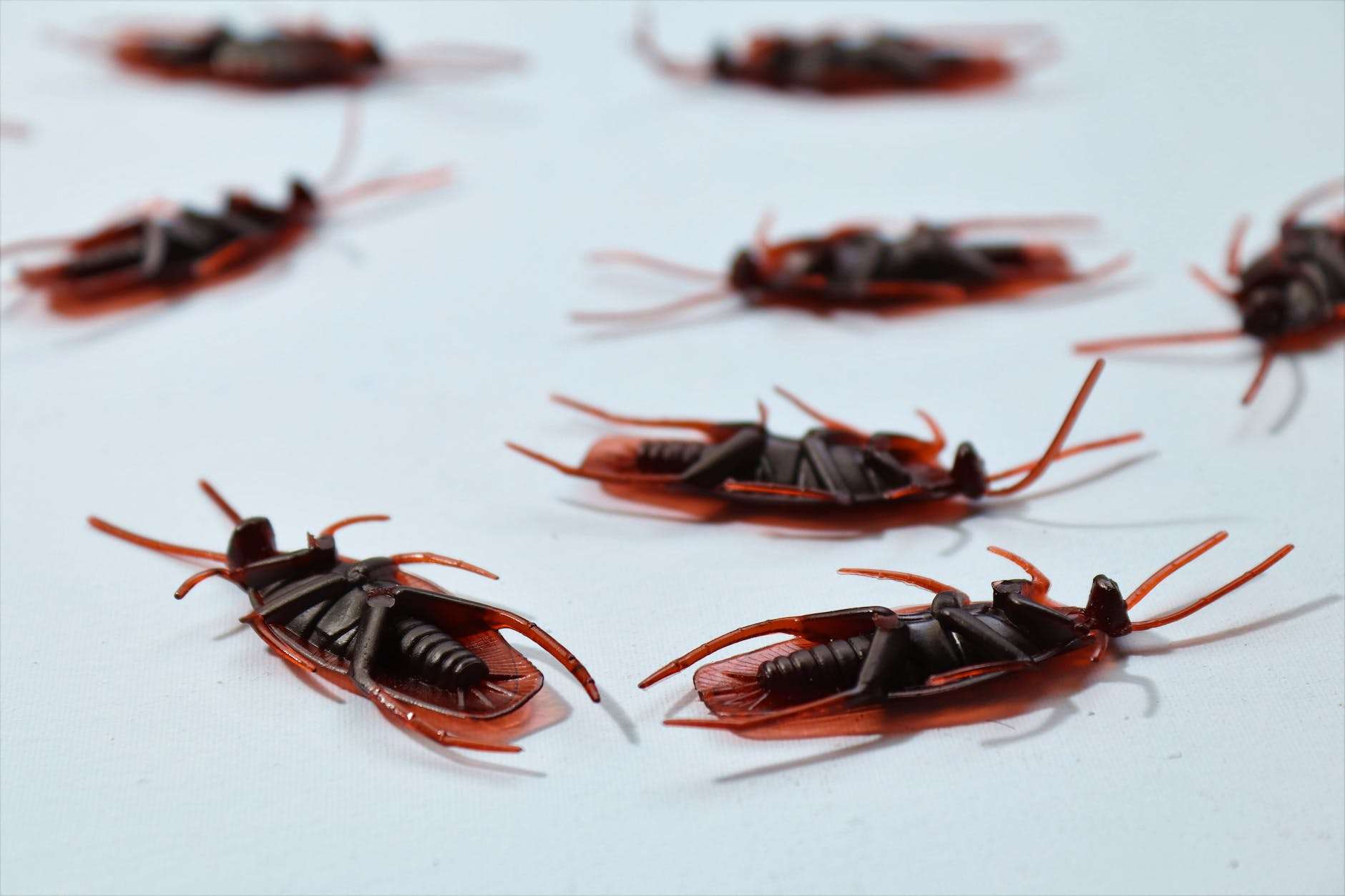 Top-quality Pest Control services in Delhi