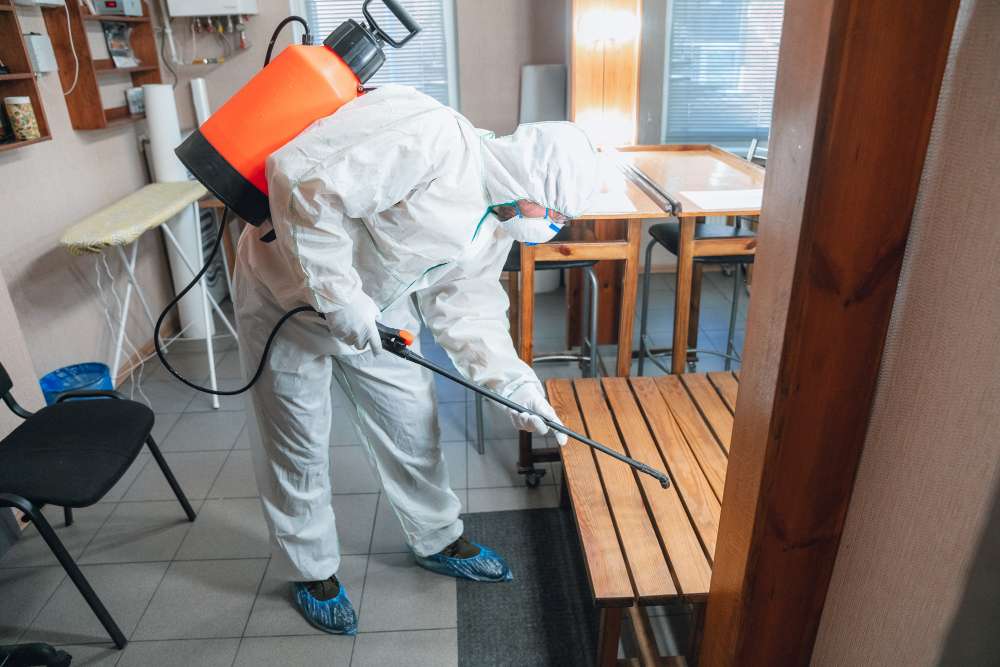 Guide to Anti Termite Treatment: Detection, Prevention, and Solutions