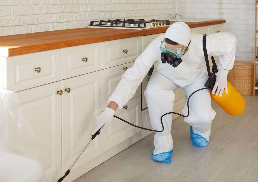 anti termite control